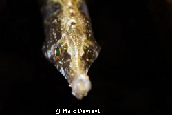 Pacific Bay Pipefish
This one seemed interested in the r... by Marc Damant 
